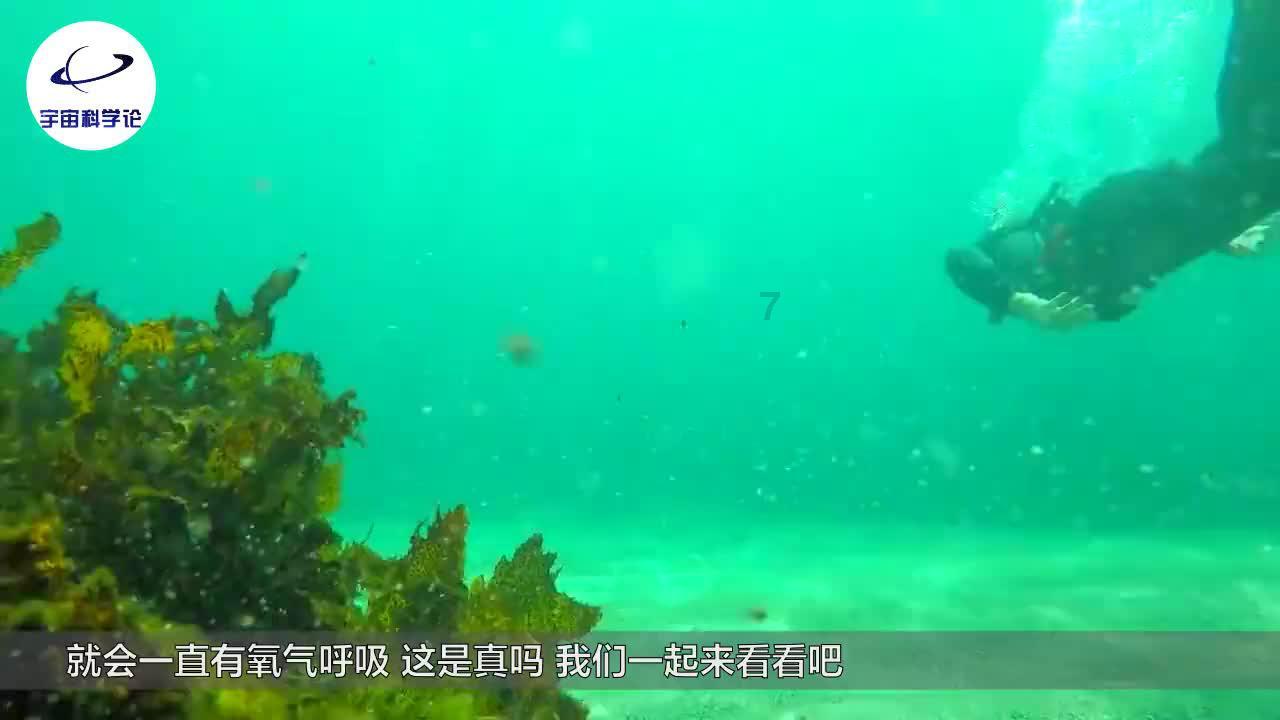 小猫钓鱼正版下载中文版